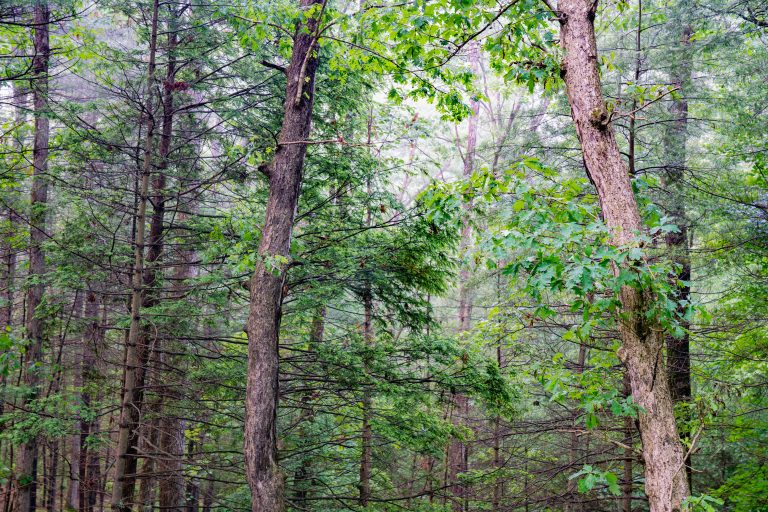 A wooded forest